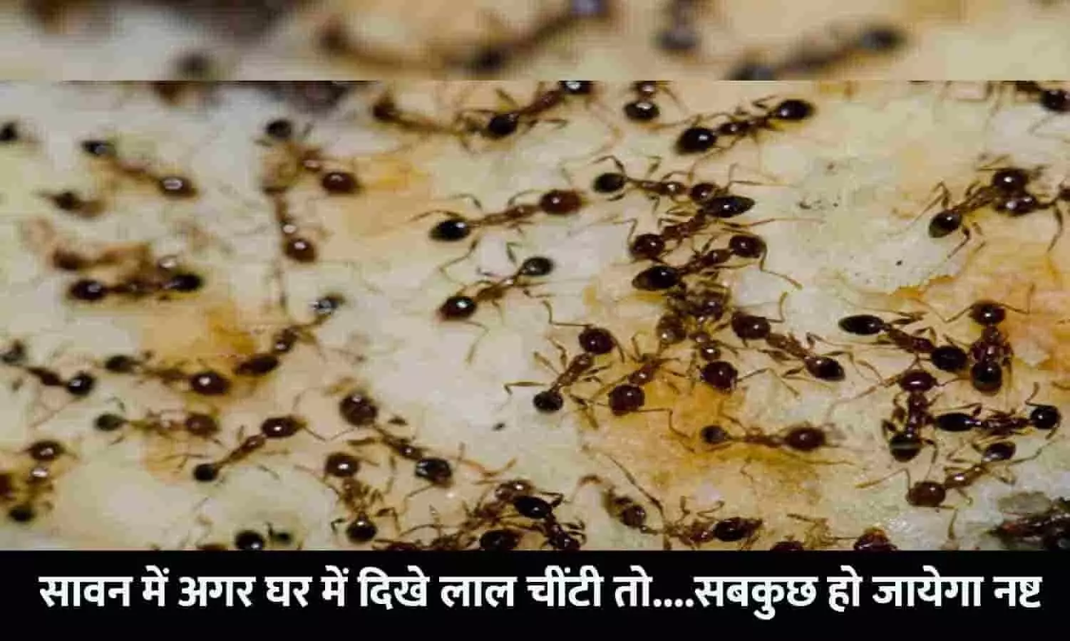 Ants At Home in Hindi