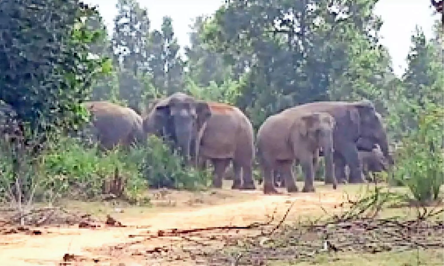 एमपी के अनूपपुर में हाथियों ने जमाया डेरा, लोहे का गेट तोड़ घुस गया अंदर, महिला हुई बेहोश