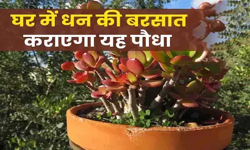सावन में घर को पैसों से भर देगा ये पौधा, कही भी मिले तुरंत लगा ले, खुद अंबानी के घर में लगा है