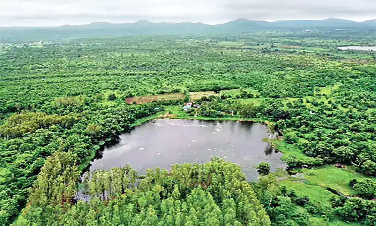 Miyawaki Method: मियावाकी पद्धति क्या है? जिससे एमपी के इंदौर में महज दो वर्ष में तैयार हो गया घना जंगल