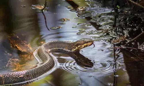 राजधानी दिल्ली में भारी बारिश के बीच सांपो का खतरा, सरकार ने जारी किया हेल्पलाइन नंबर राजधानी दिल्ली में भारी बारिश के बीच सांपो का खतरा, सरकार ने जारी किया हेल्पलाइन नंबर