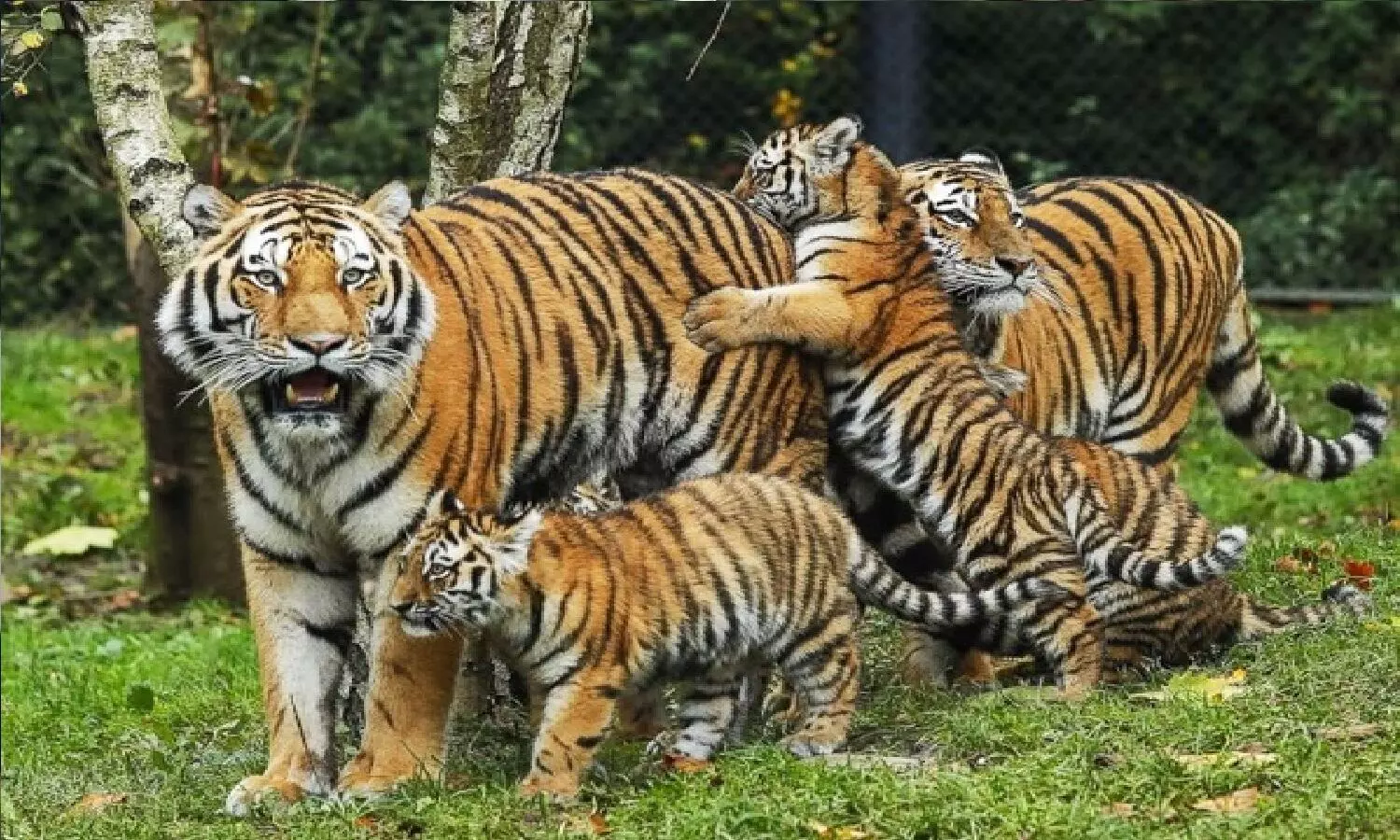 National Tiger Day: पूरी दुनिया में सबसे ज्यादा बाघ मध्य प्रदेश में! पिछले साल 526 थे और आज 700 पहुंच गई है टाइगर्स की आबादी
