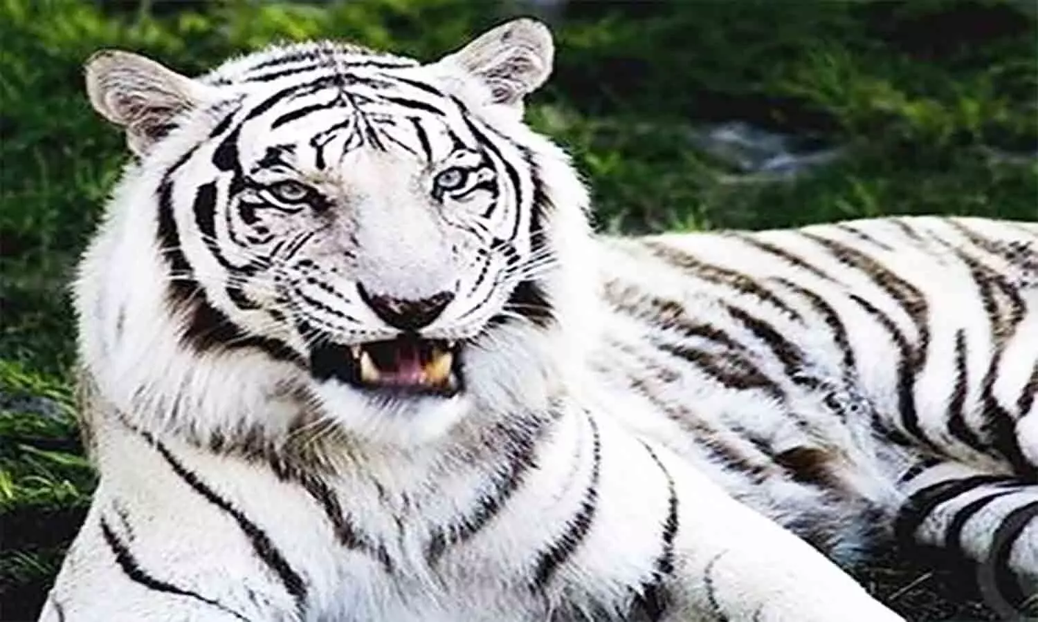 Mukundpur Tiger Safari: रीवा के मुकुंदपुर टाइगर सफारी में दहाड़ेगा दिल्ली का सफेद बाघ, यह चल रही प्रक्रिया