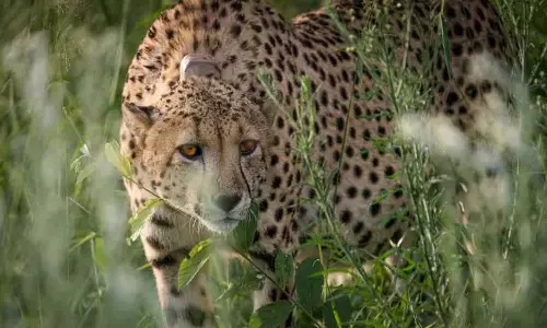 Kuno National Park: एमपी के कूनो नेशनल पार्क से मादा चीता लापता, 75 लोगों की टीमें कर रही तलाश