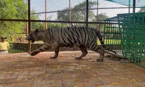 Mukundpur Tiger Safari: रीवा के मुकुंदपुर टाइगर सफारी को येलो टाइगर के बदले मिला सफेद बाघ ‘टीपू‘ Mukundpur Tiger Safari: रीवा के मुकुंदपुर टाइगर सफारी को येलो टाइगर के बदले मिला सफेद बाघ ‘टीपू‘