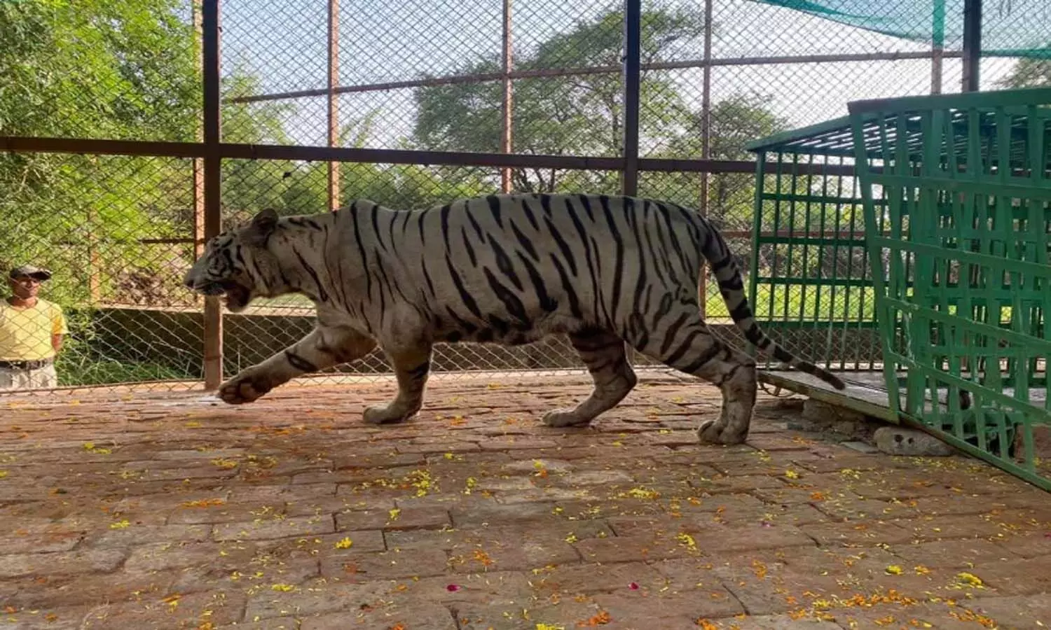 Mukundpur Tiger Safari: रीवा के मुकुंदपुर टाइगर सफारी को येलो टाइगर के बदले मिला सफेद बाघ ‘टीपू‘