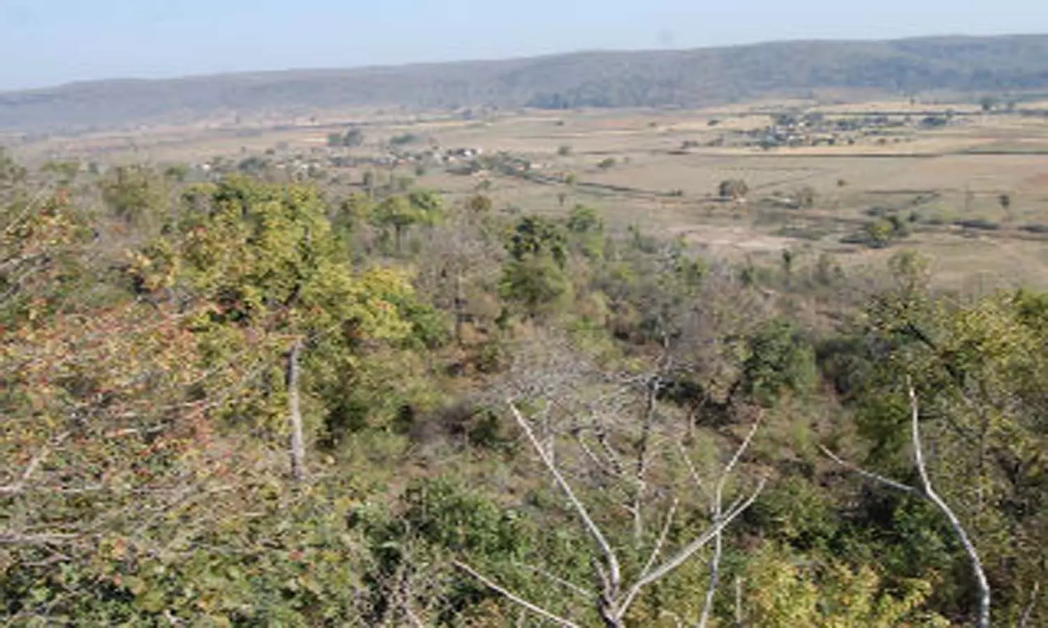 एमपी दमोह के कलमली जंगल में तेंदुए का शव मिलने से मचा हड़कम्प, वन विभाग ने शुरू की जांच