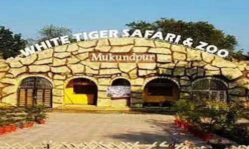Mukundpur White Tiger Safari: रीवा के मुकुंदपुर व्हाइट टाइगर सफारी में भालू जामवंत की मौत, मचा हड़कम्प Mukundpur White Tiger Safari: रीवा के मुकुंदपुर व्हाइट टाइगर सफारी में भालू जामवंत की मौत, मचा हड़कम्प