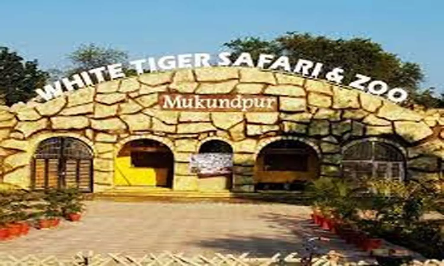 Mukundpur White Tiger Safari: रीवा के मुकुंदपुर व्हाइट टाइगर सफारी में भालू जामवंत की मौत, मचा हड़कम्प