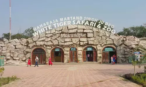 Mukundpur Tiger Safari: रीवा के मुकुंदपुर टाइगर सफारी में येलो टाइगर ‘दारा‘ की थम गई सांसें Mukundpur Tiger Safari: रीवा के मुकुंदपुर टाइगर सफारी में येलो टाइगर ‘दारा‘ की थम गई सांसें