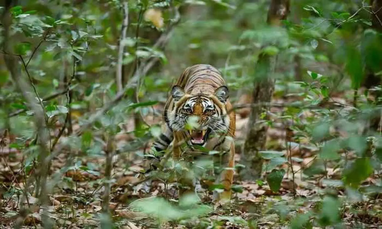 एमपी के उमरिया में बाघ ने ग्रामीण पर किया हमला, बुजुर्ग की हो गई मौत