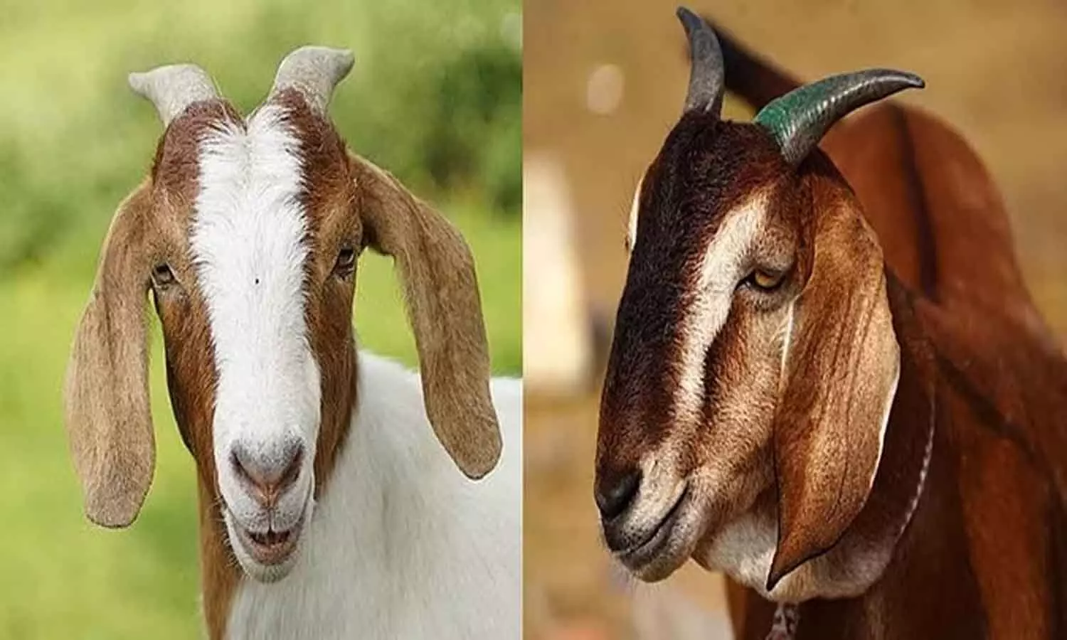 Goat Competition: एमपी में होगी अनोखी बकरा प्रतियोगिता, जिसका बढ़ेगा वजन उसको मिलेगा हजारों रुपए इनाम
