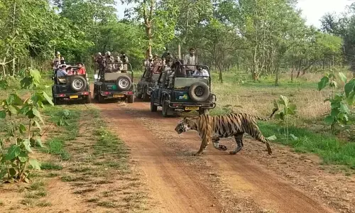 एमपी के जिप्सी संचालकों को वन विभाग ने दी राहत, अब जंगलों में 15 साल तक हो सकेगा संचालन एमपी के जिप्सी संचालकों को वन विभाग ने दी राहत, अब जंगलों में 15 साल तक हो सकेगा संचालन