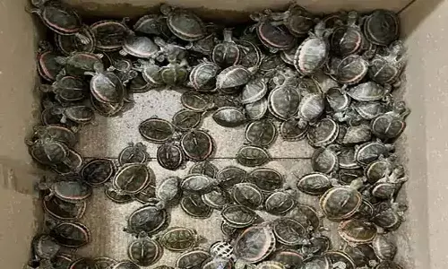 एमपी में ट्रेन से बरामद हुए दुर्लभ प्रजाति के 282 कछुए, दो तस्करों को किया गिरफ्तार