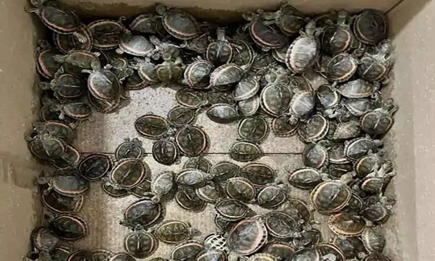 एमपी में ट्रेन से बरामद हुए दुर्लभ प्रजाति के 282 कछुए, दो तस्करों को किया गिरफ्तार