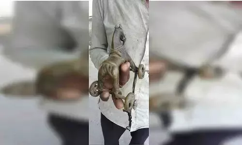 एमपी में मछली पकड़ने गए युवक के जाल में फंसा सोने का घोड़ा, गांव में चर्चाओं का बाजार हुआ गर्म