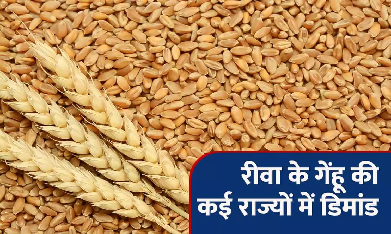 रीवा के गेंहू की कई राज्यों में डिमांड: हैदराबाद, बैंगलोर और छत्तीसगढ़ को भाया रीवा का गेहूं, किसानों को MSP से अधिक मिल रही कीमत रीवा के गेंहू की कई राज्यों में डिमांड: हैदराबाद, बैंगलोर और छत्तीसगढ़ को भाया रीवा का गेहूं, किसानों को MSP से अधिक मिल रही कीमत