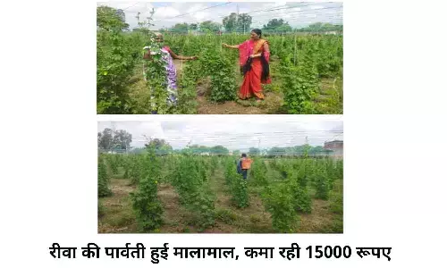रीवा की पार्वती हुई मालामाल, कमा रही 15000 रूपए, जानिए कैसे? रीवा की पार्वती हुई मालामाल, कमा रही 15000 रूपए, जानिए कैसे?