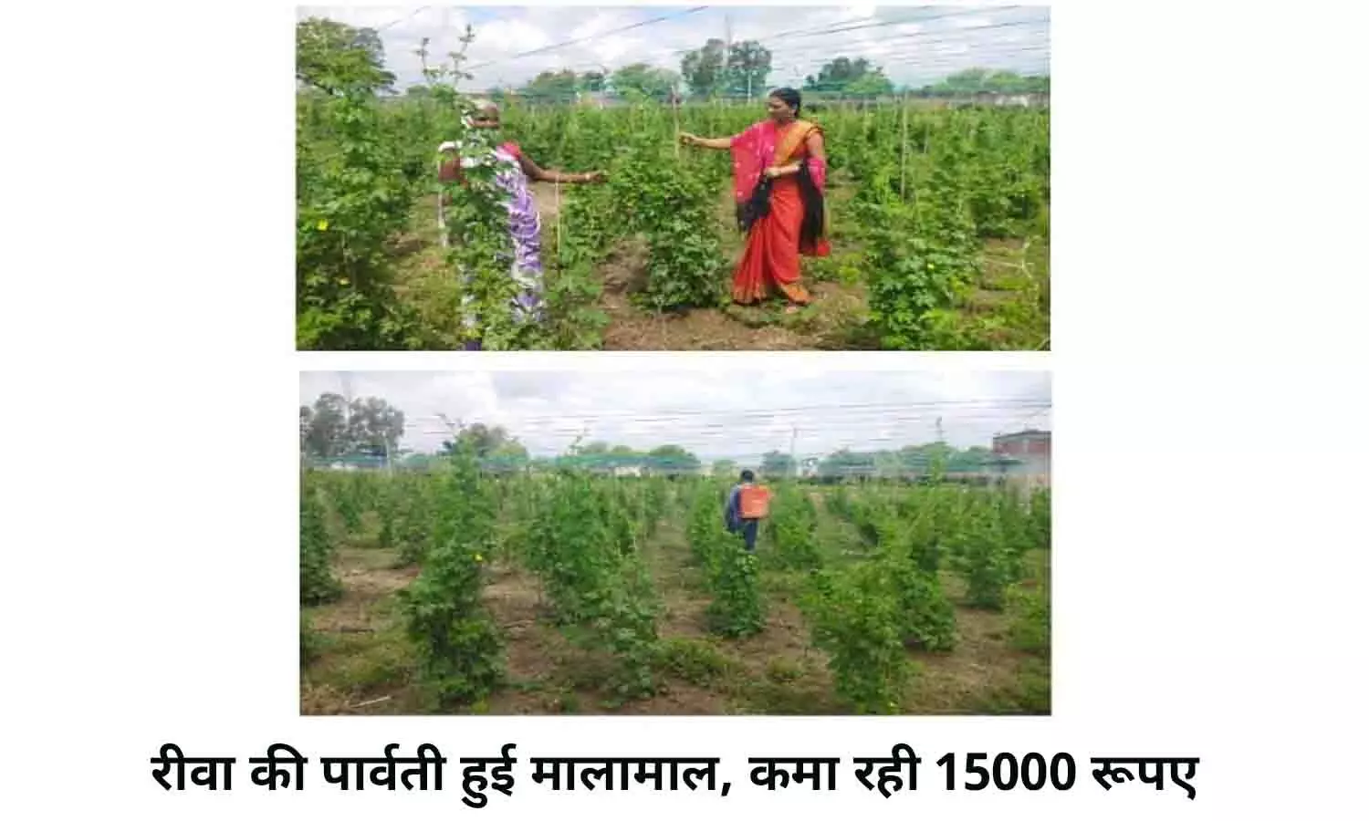 रीवा की पार्वती हुई मालामाल, कमा रही 15000 रूपए, जानिए कैसे? रीवा की पार्वती हुई मालामाल, कमा रही 15000 रूपए, जानिए कैसे?