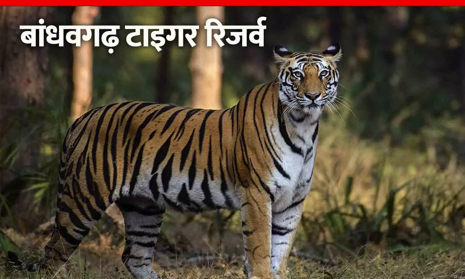 Bandhavgarh Tiger Reserve