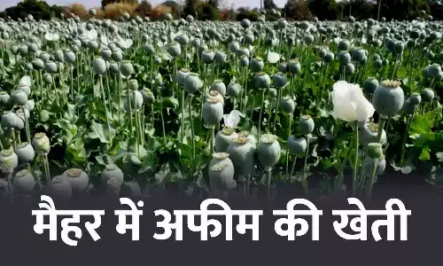 प्याज की आड़ में नशे की खेती: मैहर के अमरपाटन में अफीम की खेती हो रही थी, 5052 पौधे बरामद; आरोपी गिरफ्तार