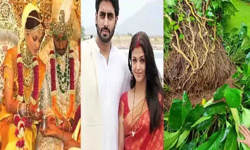 सालो बाद खुला राज! ऐश्वर्या राय को अभिषेक बच्चन से पहले करनी पड़ी थी एक पेड़ से शादी? वजह जान उड़ जायेंगे होश