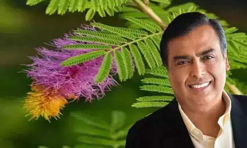इस चमत्कारिक पौधों को घर में लगाने के बाद मुकेश अम्बानी बन गए मालामाल, आप भी लगाएं...