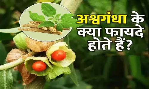 Ashwagandha Khane Ke Fayde: अश्वगंधा खाने के फायदे|Health Benefits of Ashwagandha