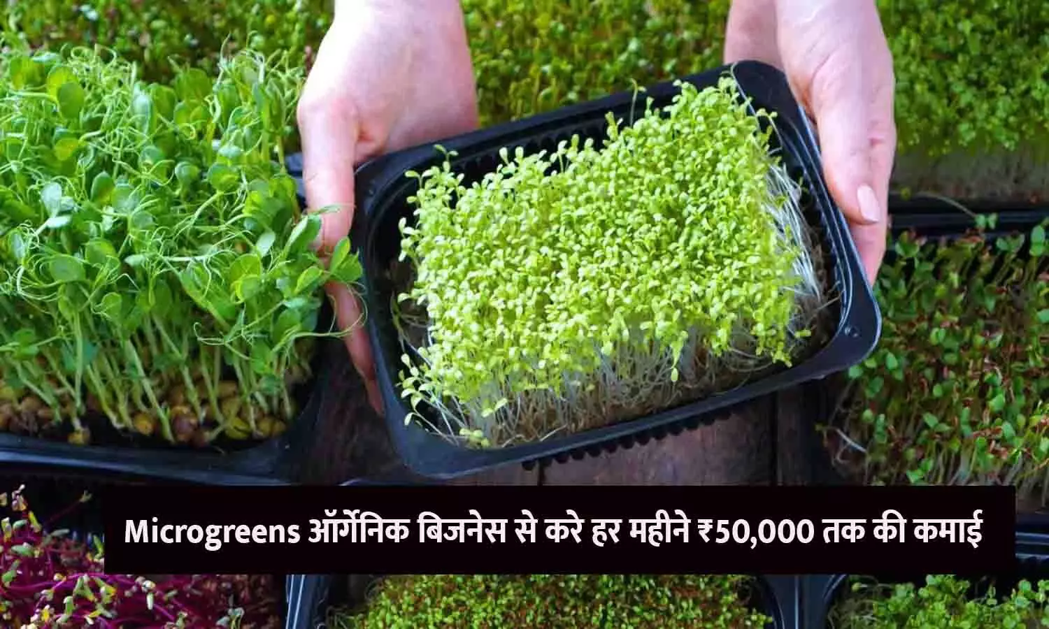 माइक्रोग्रीन्स की खेती करते हुए एक किसान की तस्वीर