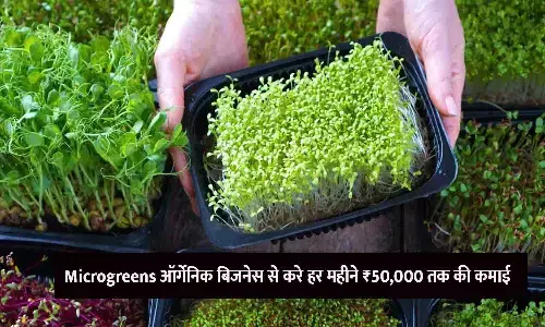 माइक्रोग्रीन्स की खेती करते हुए एक किसान की तस्वीर माइक्रोग्रीन्स की खेती करते हुए एक किसान की तस्वीर