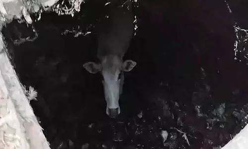 ग्राम पंचायत इटौरा में खुले टैंक में गिरी गाय, प्रशासन बेपरवाह