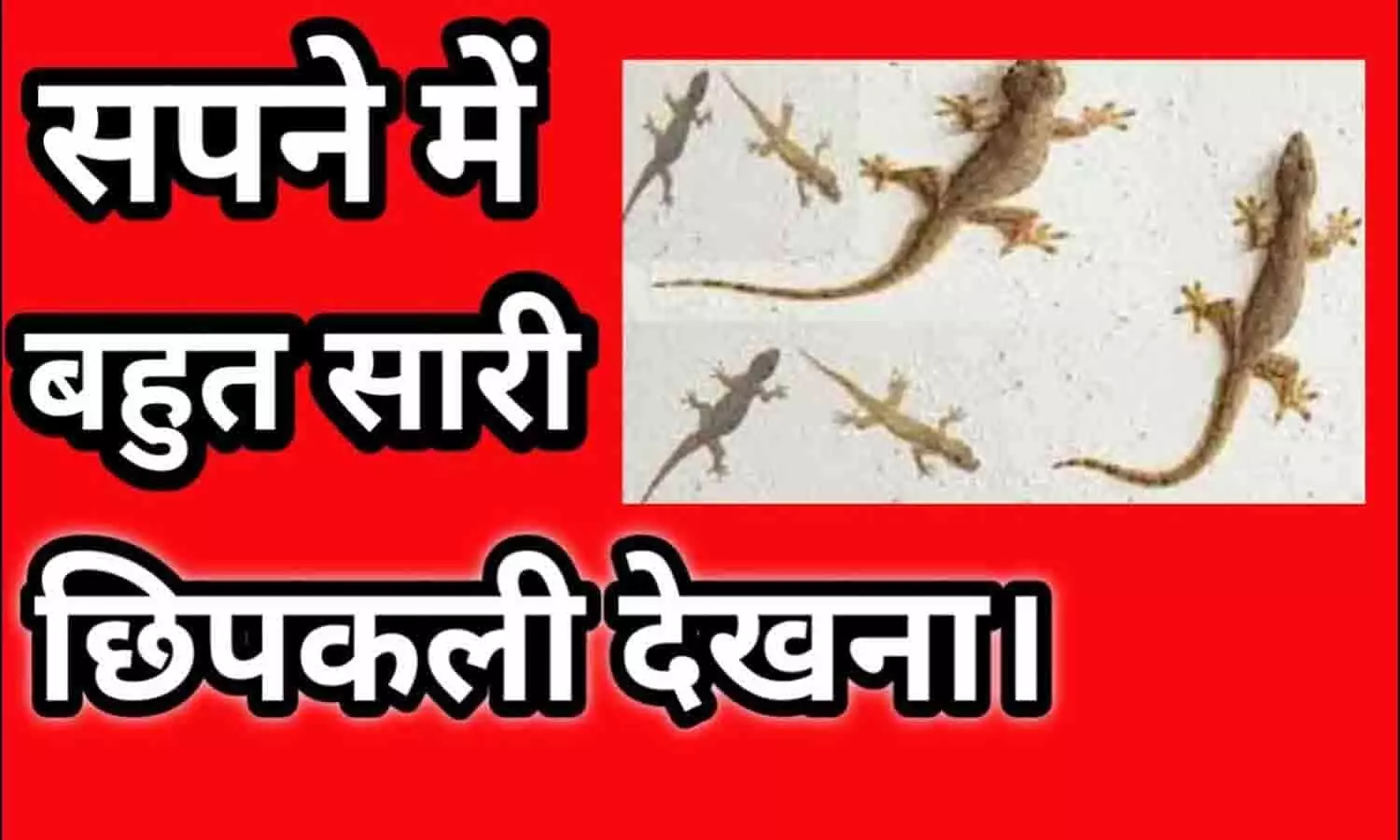 Sapne Mein Bahut Sari Chipakali Dekhne Ka Matlab: अगर आप सपने में बहुत सारी छिपकलियां देखते हैं? तो ये खबर पढ़ उड़ जायेंगे होश.... Sapne Mein Bahut Sari Chipakali Dekhne Ka Matlab: अगर आप सपने में बहुत सारी छिपकलियां देखते हैं? तो ये खबर पढ़ उड़ जायेंगे होश....