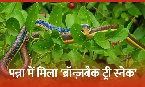 The Bronzeback Tree Snake is a completely non-poisonous and agile snake, which has been seen after years. The Bronzeback Tree Snake is a completely non-poisonous and agile snake, which has been seen after years.