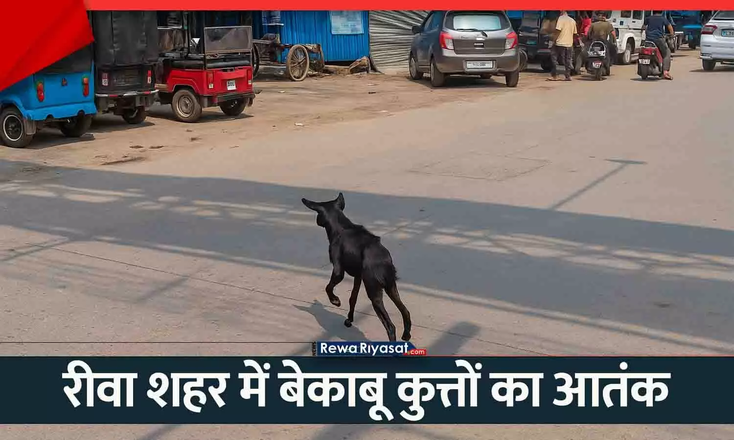 रीवा शहर में बेकाबू कुत्तों का आतंक: अचानक कई लोगों को काटा, फिर तड़पकर हुई मौत