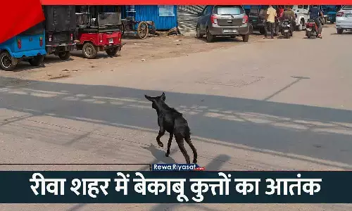 रीवा शहर में बेकाबू कुत्तों का आतंक: अचानक कई लोगों को काटा, फिर तड़पकर हुई मौत