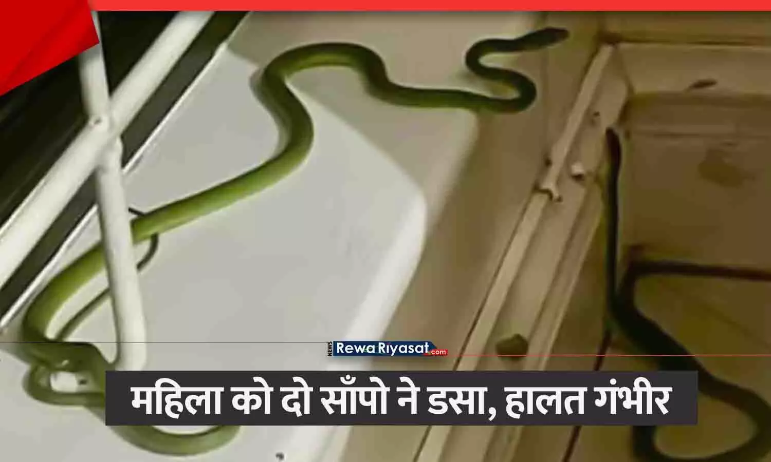 रीवा में महिला को 2 सांपों ने काटा, हालत गंभीर