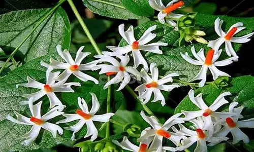 Parijat Ke Upay: पारिजात फूल के चमत्कारी उपाय, प्रेम, विवाह और धन की समस्या का समाधान Parijat Ke Upay: पारिजात फूल के चमत्कारी उपाय, प्रेम, विवाह और धन की समस्या का समाधान