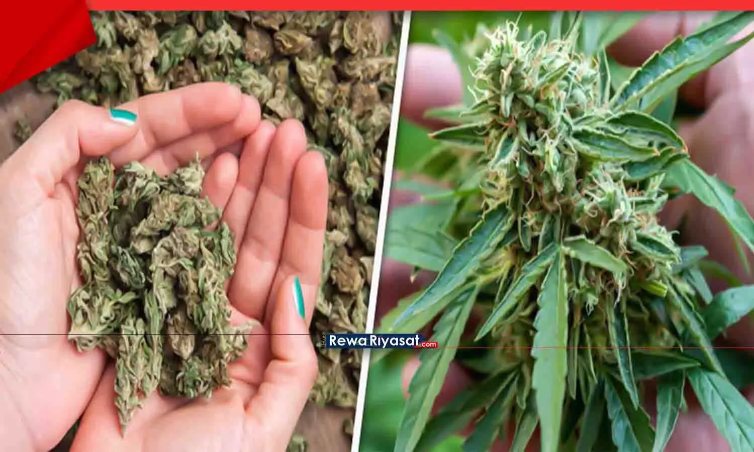 बैंकॉक से आया गांजा भोपाल में जब्त: बरामद हुआ पानी में उगने वाला गांजा, कीमत 72 करोड़; इंटरनेशनल गैंग का खुलासा बैंकॉक से आया गांजा भोपाल में जब्त: बरामद हुआ पानी में उगने वाला गांजा, कीमत 72 करोड़; इंटरनेशनल गैंग का खुलासा