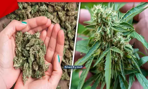 बैंकॉक से आया गांजा भोपाल में जब्त: बरामद हुआ पानी में उगने वाला गांजा, कीमत 72 करोड़; इंटरनेशनल गैंग का खुलासा