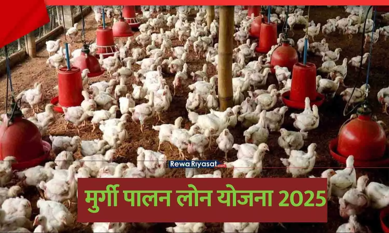 मुर्गी पालन लोन योजना के तहत एक पोल्ट्री फार्म। मुर्गी पालन लोन योजना के तहत एक पोल्ट्री फार्म।