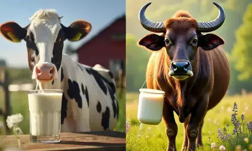गाय या भैंस का दूध: कौन सा ज्यादा फायदेमंद? | Cow vs Buffalo Milk गाय या भैंस का दूध: कौन सा ज्यादा फायदेमंद? | Cow vs Buffalo Milk