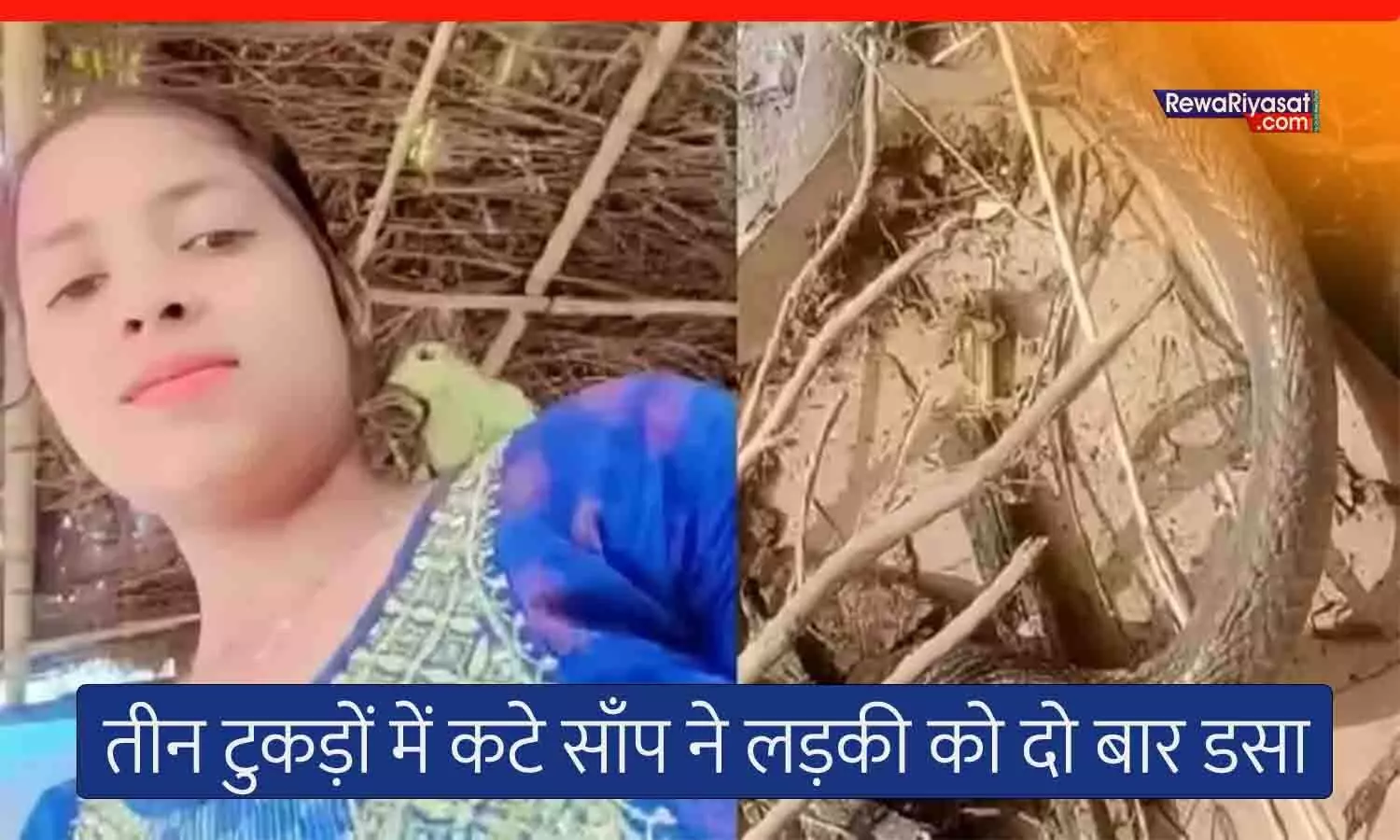 तीन टुकड़ों में कटे सांप ने लड़की को दो बार काटा, मौत; मुरैना में हुआ दर्दनाक हादसा