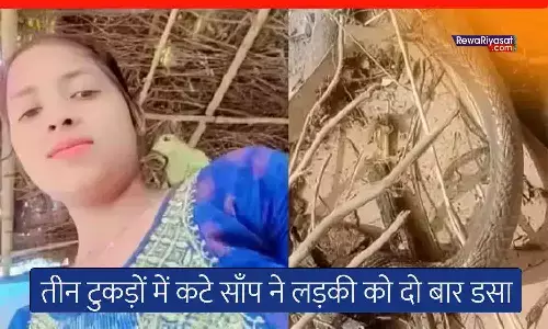तीन टुकड़ों में कटे सांप ने लड़की को दो बार काटा, मौत; मुरैना में हुआ दर्दनाक हादसा तीन टुकड़ों में कटे सांप ने लड़की को दो बार काटा, मौत; मुरैना में हुआ दर्दनाक हादसा