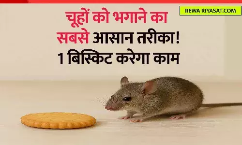 घर से चूहे भगाने का आसान घरेलू उपाय बिस्किट से घर से चूहे भगाने का आसान घरेलू उपाय बिस्किट से