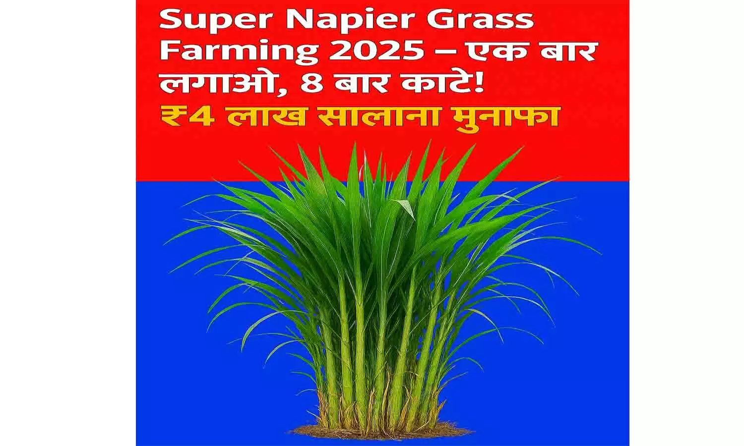 Super Napier Grass Farming 2025