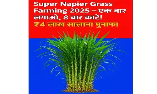 Super Napier Grass Farming 2025