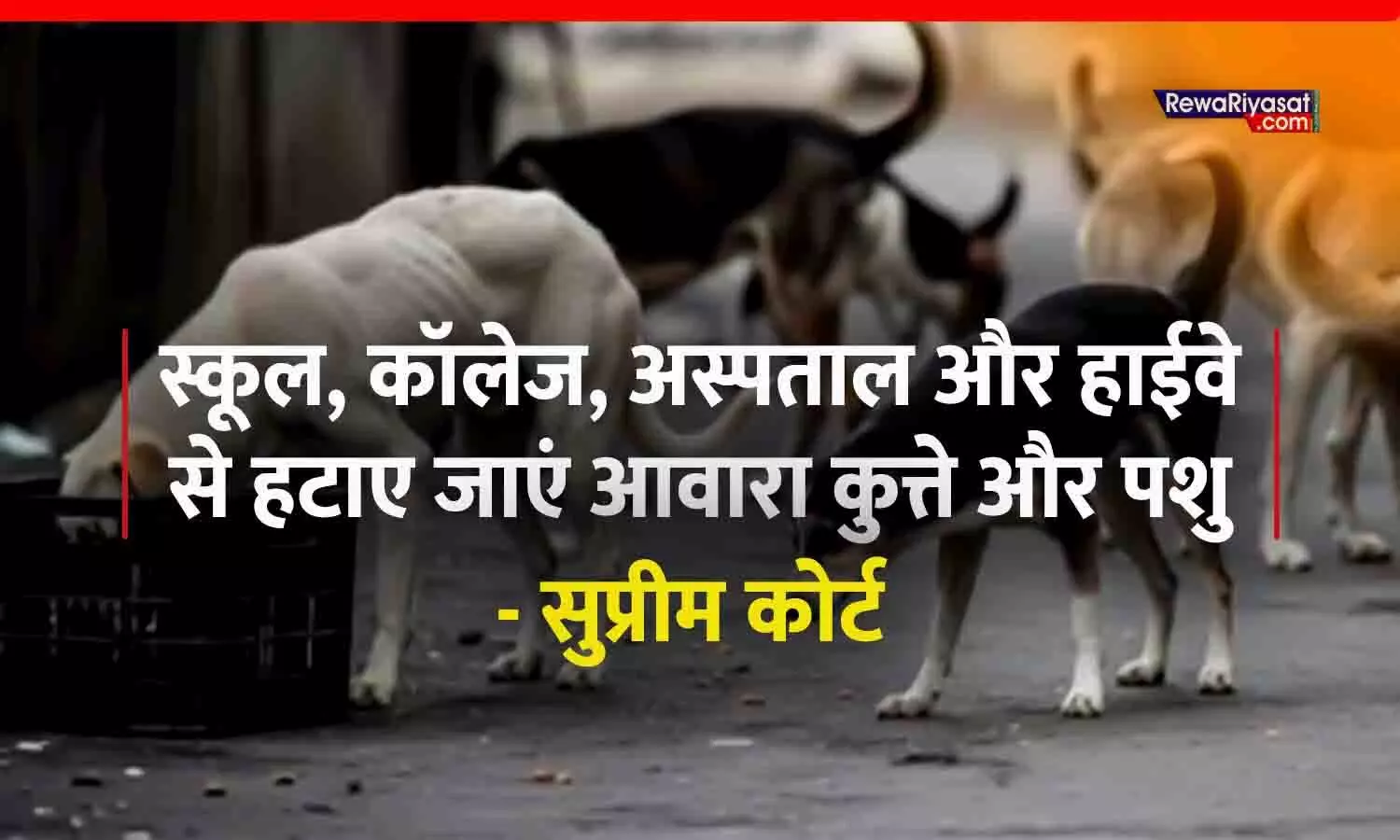 सुप्रीम कोर्ट का बड़ा आदेश: स्कूल, कॉलेज, अस्पताल और हाईवे से हटाए जाएं आवारा कुत्ते और पशु, वापस उसी जगह नहीं छोड़े जाएंगे