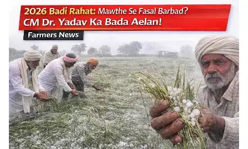 2026 बड़ी राहत: मावठे से फसल बर्बाद? CM डॉ. यादव का बड़ा ऐलान! Farmers News