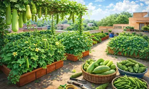 छत पर लौकी, भिंडी और करेला उगाने का जादुई तरीका छत पर लौकी, भिंडी और करेला उगाने का जादुई तरीका
