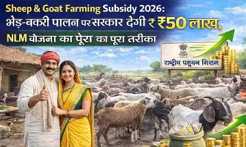Sheep and Goat Farming Subsidy 2026: भेड़-बकरी पालन पर सरकार देगी ₹50 लाख, NLM योजना का पूरा तरीका